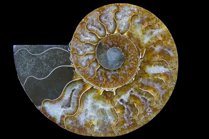 Agatized Ammonite Fossil (Half) - Madagascar #78600